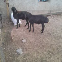 بره‌قوچی ‌