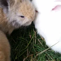 بچه خرگوش لوپ هلندی|موش و خرگوش|کردکوی, |دیوار