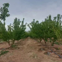 فروش-باغ-ثمری-زردالو