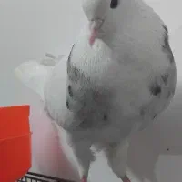 کبوتر یا کفتر طوقی نر