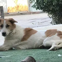 واگذاری توله ماده قدرجانی|سگ|پاکدشت, پاکدشت (مامازند)|دیوار