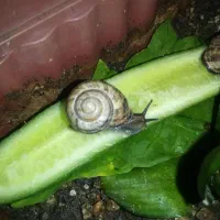 حلزون فروشی