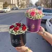 باکس رز هلندی