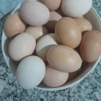 تخم مرغ محلی