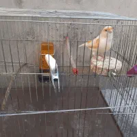 قناری نر مست|پرنده|دینور, |دیوار