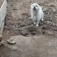 پاکوتاه شیتزو نر