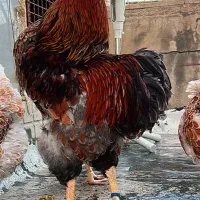 ویاندوت ویاندوت بلورد