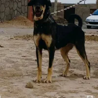 سگ ماده پژدر