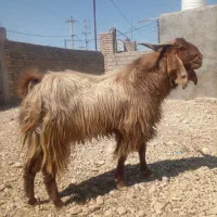فروش دبر بزری
