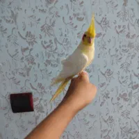 عروس هلندی