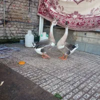 قوغاز نر وماده