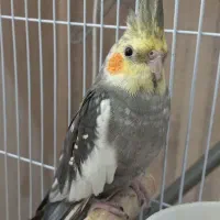 عروس هلندی دستی نر