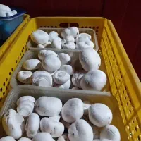 فروش قارچ از تولیدبه مصرف بی واسطه|خوردنی و آشامیدنی|مشهد مرغاب, |دیوار