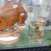 ماهی دم شمشیری