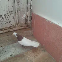 کفتر،کبوتر طوقی|پرنده|صفادشت, |دیوار