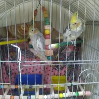 طوطی عروس نر ماده