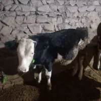 نر گوساله|حیوانات مزرعه|تبریز, |دیوار