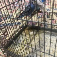 مرغ عشق نر|پرنده|تهران, نعمتآباد|دیوار