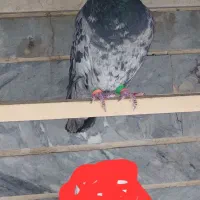کبوتر رنگی معاوضه با طوقی|پرنده|کرج, عظیمیه|دیوار