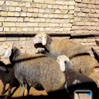 شیشک میش|حیوانات مزرعه|قزوین, |دیوار