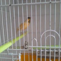 قناری نر معاوضه باسهره