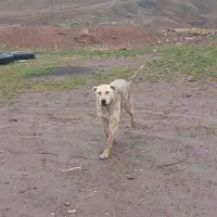 سگ عراقی سرابی