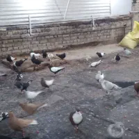 سینه سیاه هوایی..|پرنده|مشهد, امام خمینی|دیوار