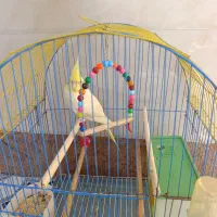 عروس هولندی دستی|پرنده|شادگان, |دیوار