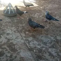 کفتر|حیوانات|خواف, |دیوار