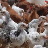 شترمرغ وبوقلمون|حیوانات مزرعه|خمینیشهر, |دیوار