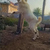 بز شکم اول آبستن جنس خوب|حیوانات مزرعه|آزادشهر, |دیوار