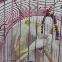 پرنده|پرنده|گتوند, |دیوار