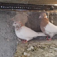 سلام ۱جفت کله زرد فروشی ۷۵۰|پرنده|اسلامشهر, شهرک مهدیه|دیوار