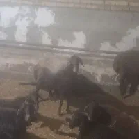 بره  شیشک|حیوانات مزرعه|زنجانرود, |دیوار