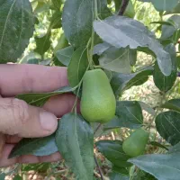 عناب گلابی اوکراینی پیوند،نهال درخت نهالستان مشهد