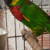 طوطی لری نر|پرنده|سلمان‌شهر, |دیوار