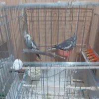 لباس عروس هلندی|لباس|زاهدان, |دیوار