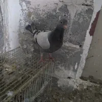 کفتر|پرنده|چناران, |دیوار