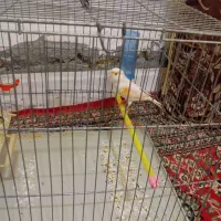 ماده|پرنده|زرین دشت (همدان), |دیوار