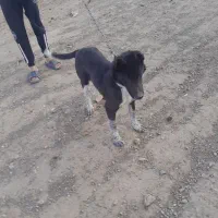 سراب قدرجونی ۴ماه