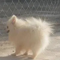 توله پامرانین(پامر)