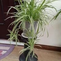 گلهای طبیعی