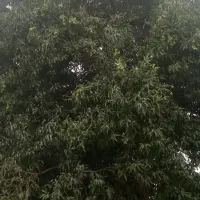 انبه