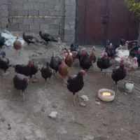 بوقلمون|حیوانات مزرعه|مهربان, |دیوار