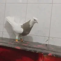 کبوتر طوق سرکه ای ماده نصل شکلاتی