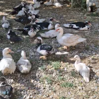 فروش اردک روسی