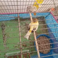 قناری|پرنده|کاشان, کارگر|دیوار