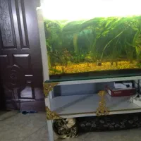 فروش آکواریوم 1متردر40در60|ماهی|آمل, |دیوار