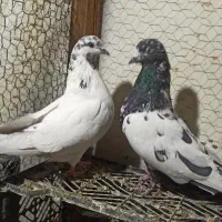 کبوتر