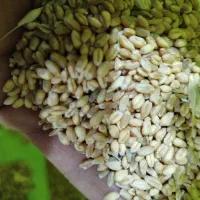 گندم|عمده‌فروشی|چناران, |دیوار